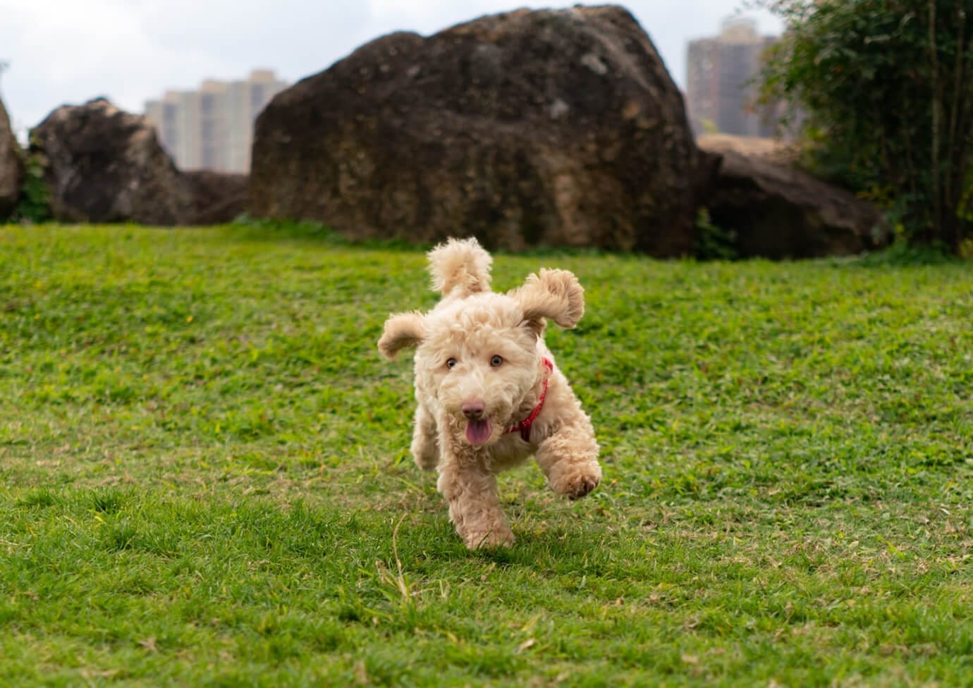 Dog Run